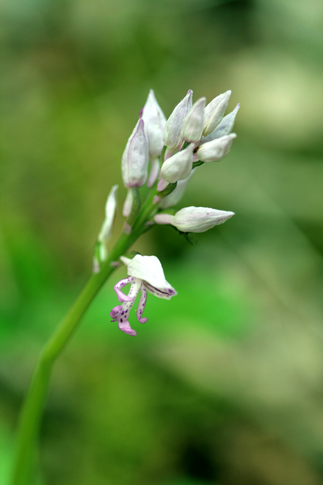 Orchidea da determinare